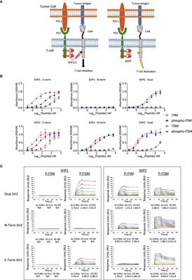 Exploration of T cell immune responses by expression of a dominant-negative SHP1 and SHP2